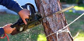 Reliable Chalfant, CA Tree Removal Services Solutions