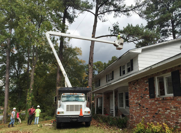 Best Leaf Removal  in Chalfant, CA